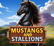 Mustang and Stallions